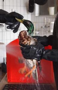 Stockente beim Brausen