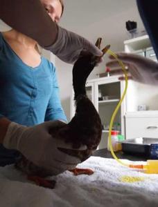 Versorgung einer Stockente