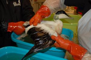 Eider-Erpel beim Waschen