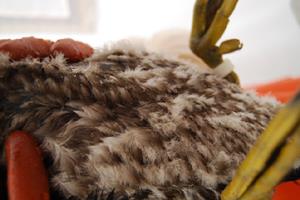 Gewaschenes Gefieder